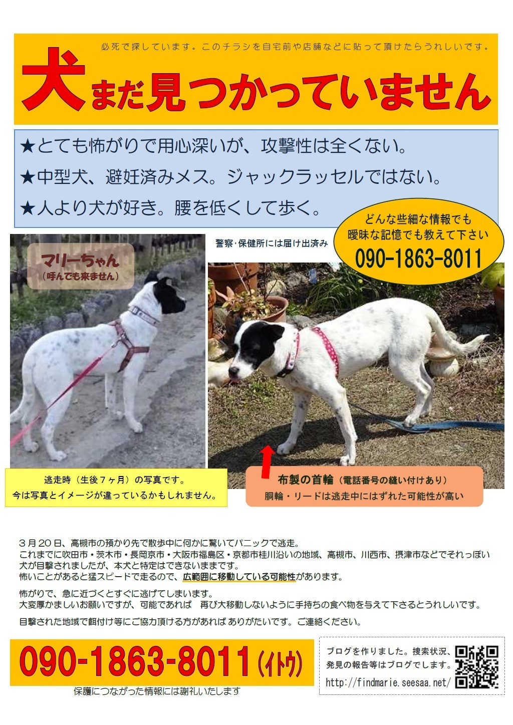 迷子の犬を探しています Top固定 迷子犬 マリーを探しています 大阪 京都