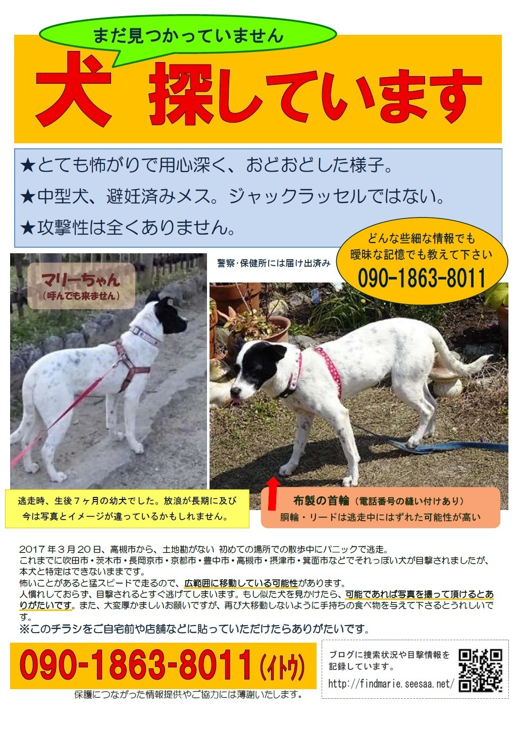 5月17日 城陽市の空き家 迷子犬 マリーを探しています 大阪 京都