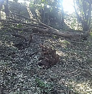 万博公園DSC_0155.JPG